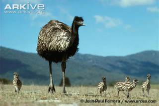 Illustration for article titled Flightless Friday - Dromaius novaehollandiae Edition